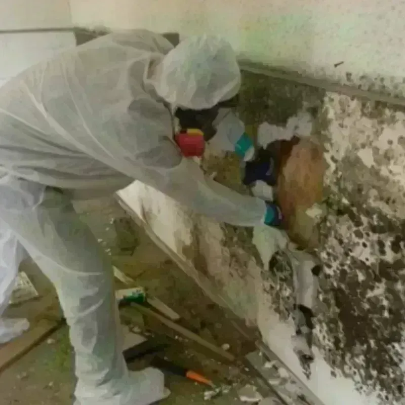 Mold Remediation and Removal in Pasadena, TX